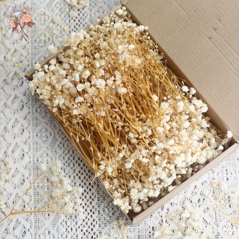 Craft Embellishments - 100 adet Mini Kurutulmuş Cipso Çiçeği,